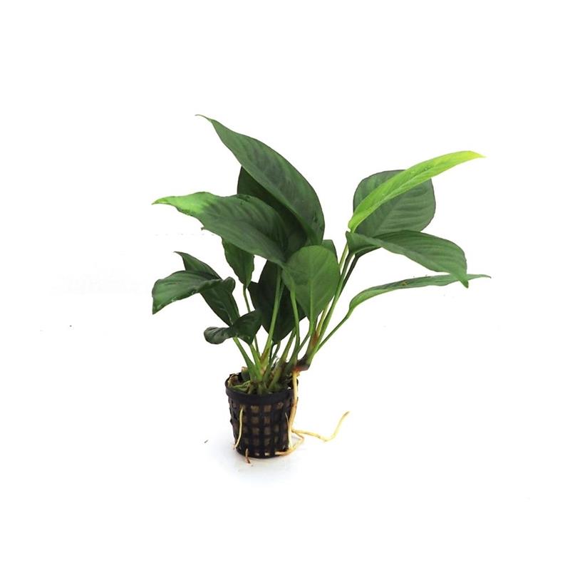Planta acvariu Anubias Heterophylla Congensis Stoffels - imagine 4